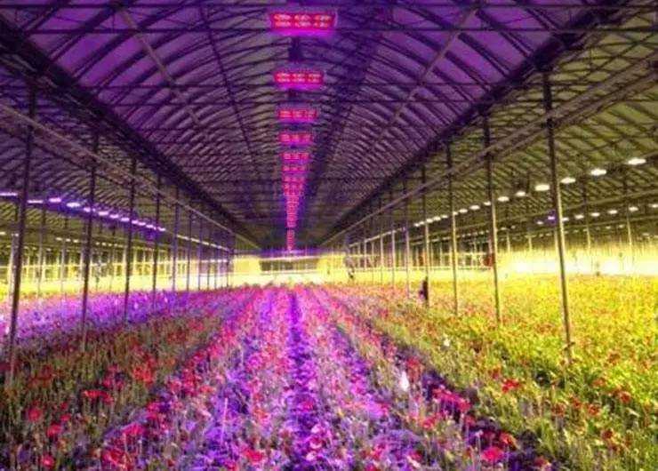 梅雨天如何给植物补光 一文看懂植物生长灯 来自农业照明网的文章