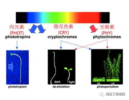 热点专题 Led植物照明最新光配方 来自阿拉丁照明网的文章